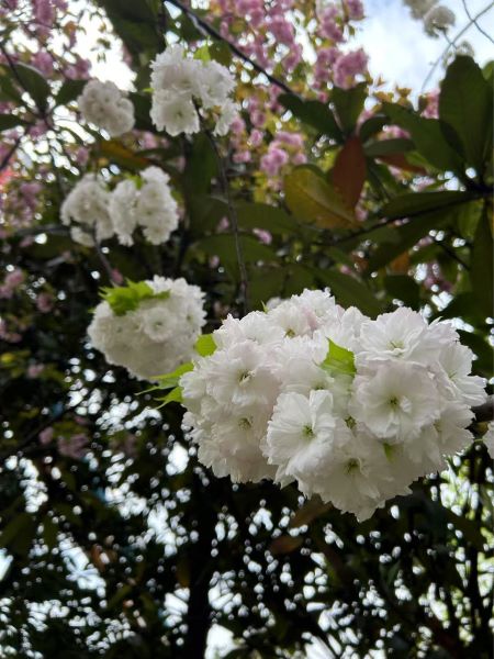 微信圖片_20250325105347 微信圖片_20250325105347