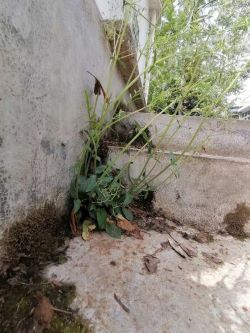 向陽而生的種子2 向陽而生的種子2