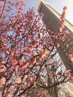 春信至 梅花香圖2